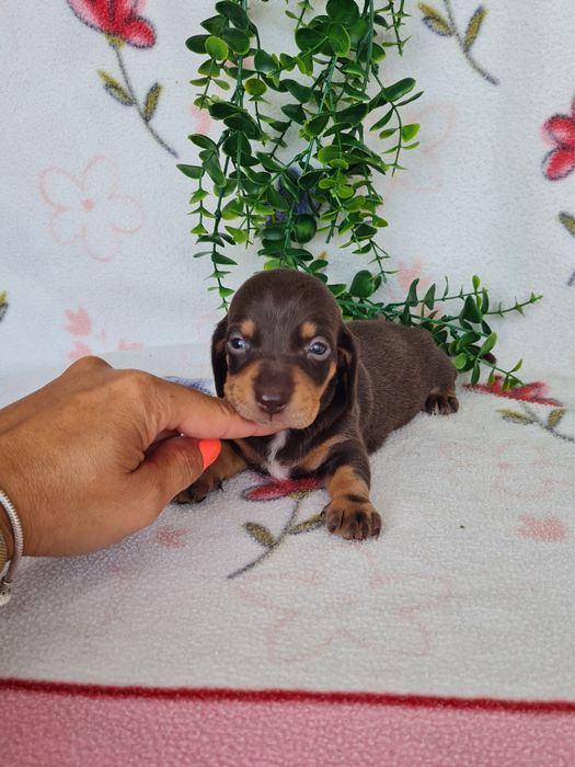 Excelente menina Teckel Choco Tan  de Qualidade