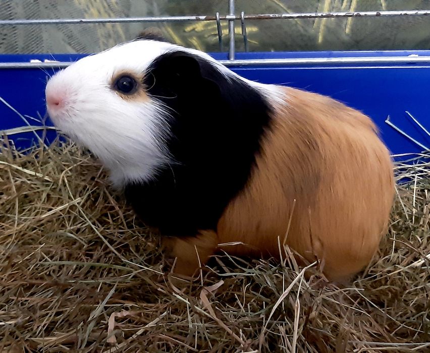 Морська свинка (мурчак)