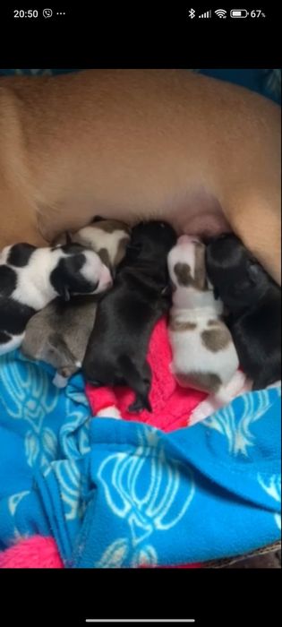 Вязка чихуахуа - Одесса