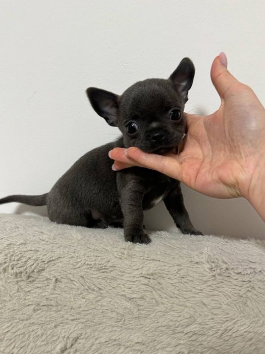 Piesek chihuahua XXS