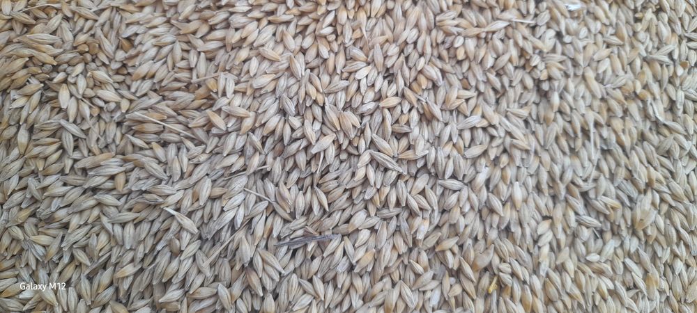 Продам ячмінь з доставкою по Миколаївській області.