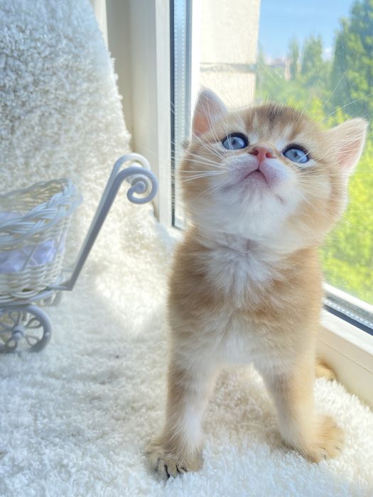 Чудесні янголятка …Золотої шиншили.