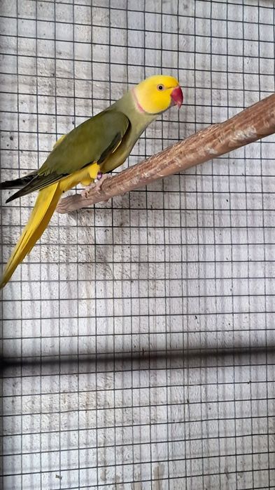 Casal de ring necks e periquitos australianos