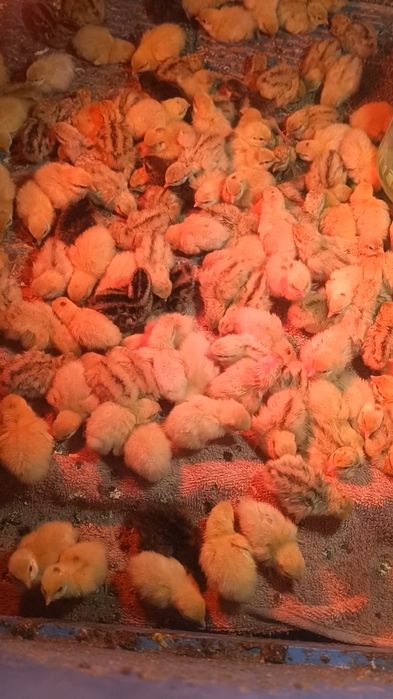 Розпродаж перепелів 90 грн