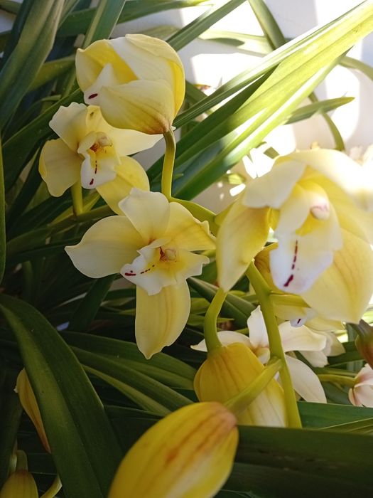 Orquidea amarelo pastel