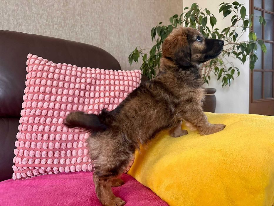 Maluch do adopcji - Lukrecja!