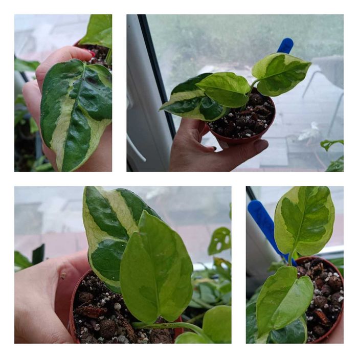 epipremnum lemon joy RZADKOŚĆ