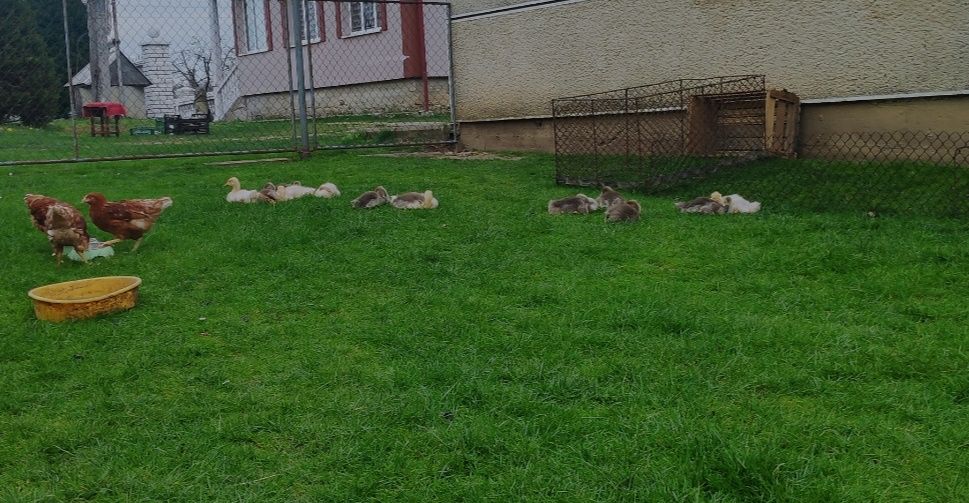 Продаю гусей та індокачок ( під замовлення)