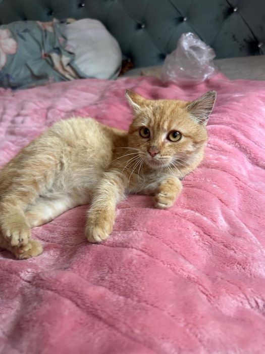 Кошеня 4 міс. в хороші руки