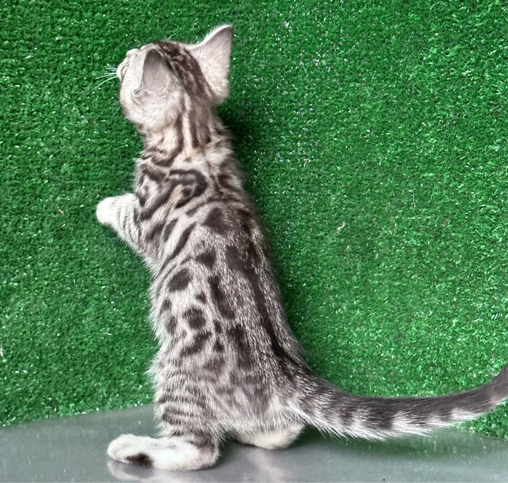 Девочка бенгалка, 2 месяца