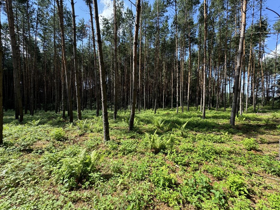 Działka Budowlana jezioro chancza - Widok 4