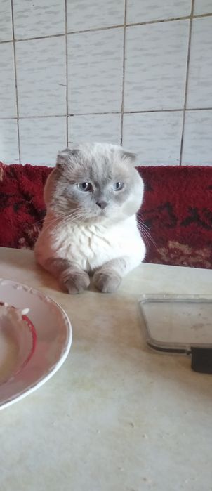 Котята шотландские страйт и фолд