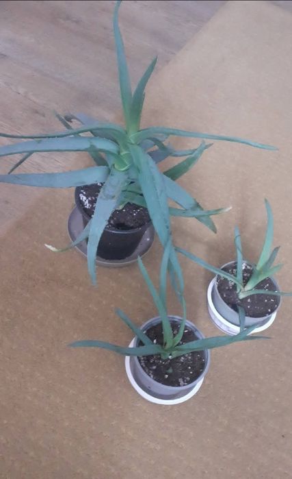 Aloes, kwiat doniczkowy