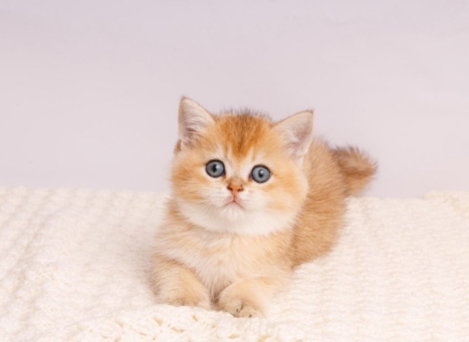 Бомбезные котята золотая шиншилла