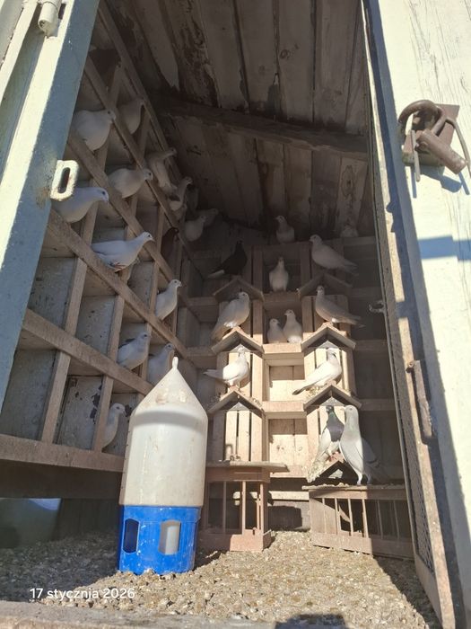 Lot gołębi jasnych perłowych.