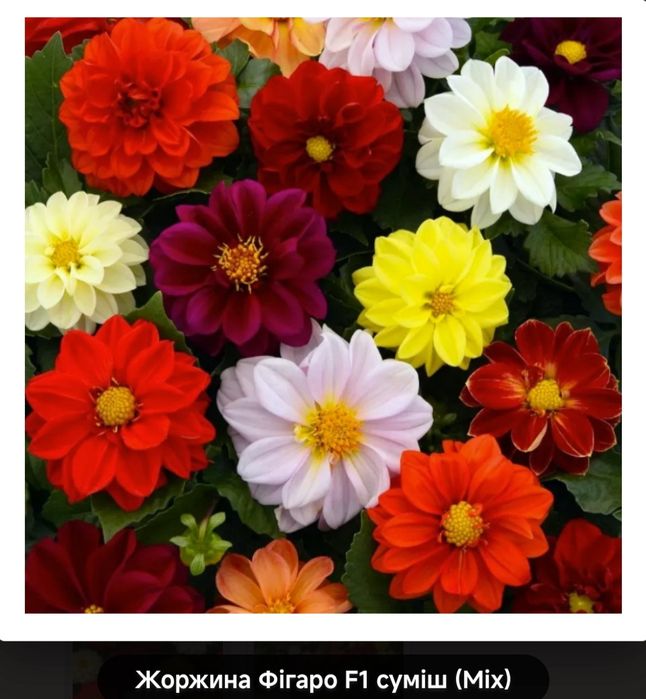 Жоржини низькорослі Фігаро F1,цинія елегантна  Магелан F1,цинія Сахара