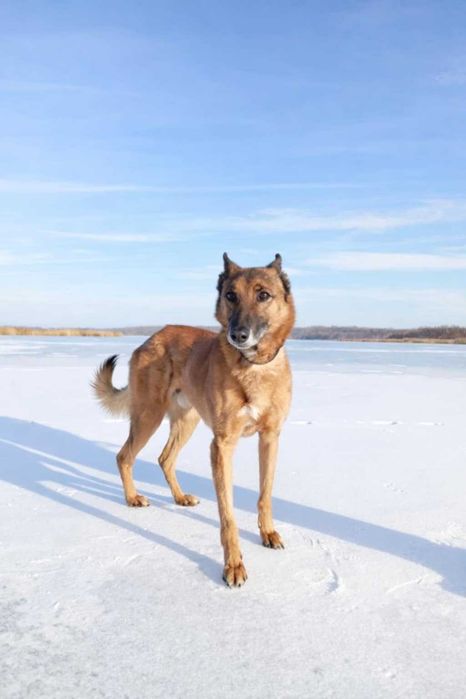 Bajkał - przyjaciel do adopcji