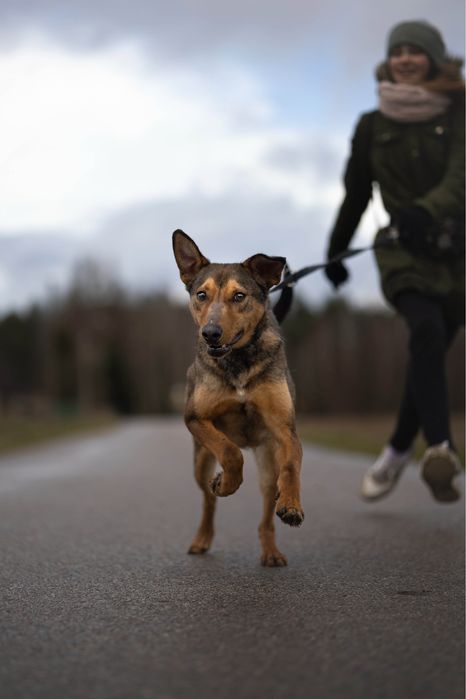 Malinois mix – sportowy, oddany pies gotowy na nowe życie