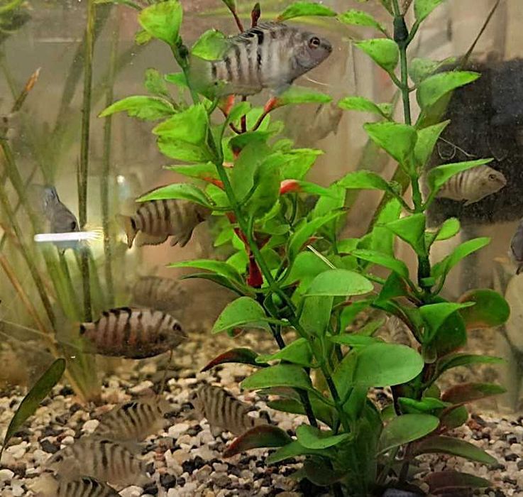 Pielęgnice Zebry - sprzedam