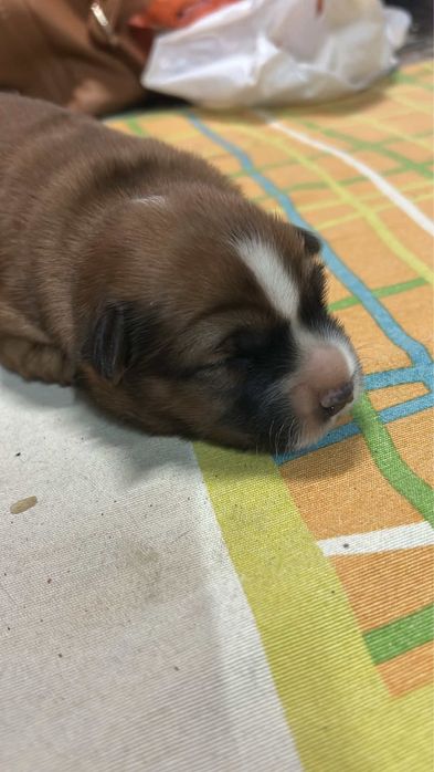 Cao bebe para adopção