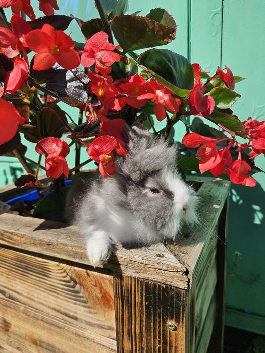 Króliki miniaturowe Karzełek Teddy.