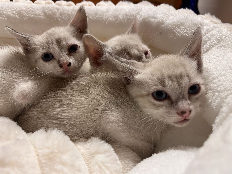 4 gatinhos disponíveis para adoção responsável.