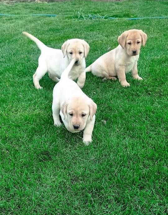 Лабрадор ретривер