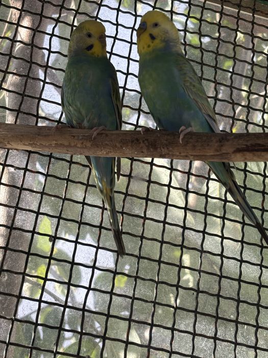 Cedo casal de periquitos arco ires anilhados de 2024