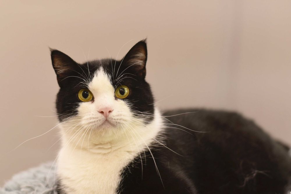 Отдам в добрые руки херсонского кота Валли