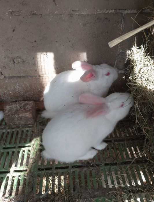 Króliki młode 4 miesięczne, Samiczki termondzkie białe