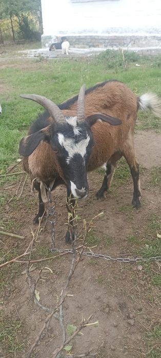 Продам молоденьку кізку