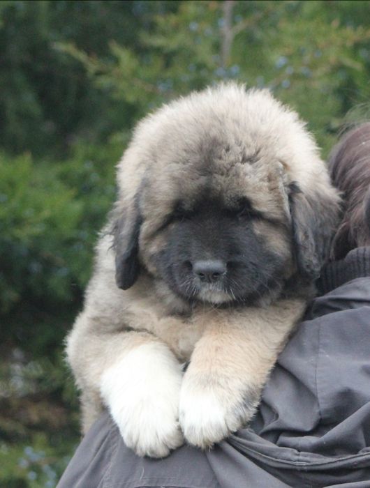 Кобели с интересной родословной