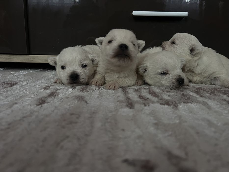 Вестики хлопчики