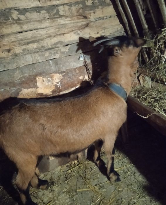 Продам козу первітку Альпійску 50% кітна майже 1,5 міс.