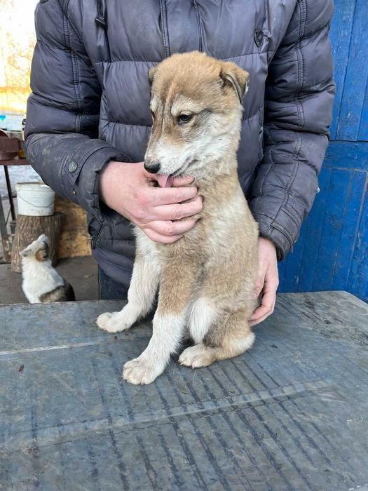 Цуценята західно-сибірська лайка