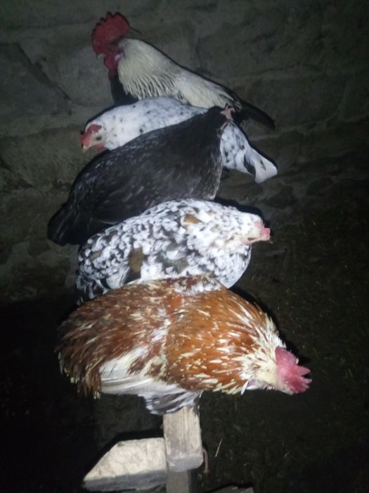 Кури бендамки продам