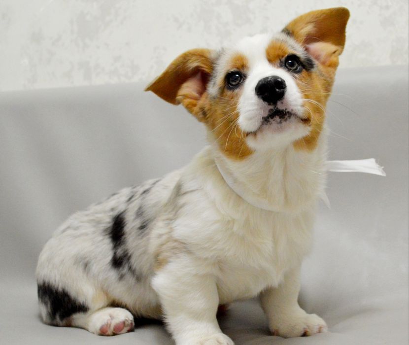 Шикарний хлопчик вельш коргі кардіган