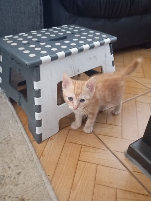 Gatos para adoção