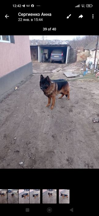 Собака німецької вівчарки