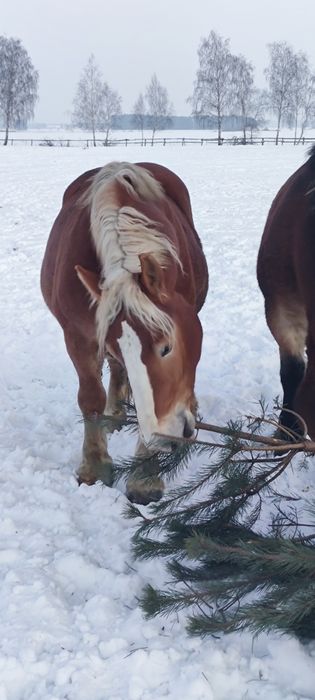 Konie zimnokrwiste księgi głòwne