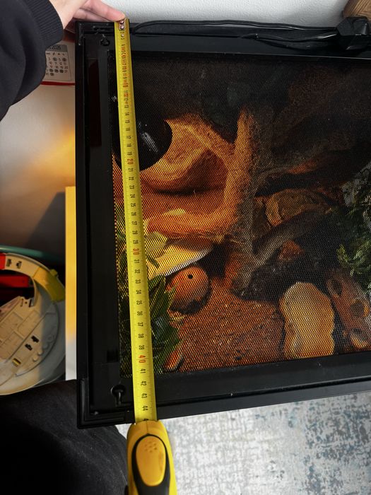 Gekon Lamparci z terrarium