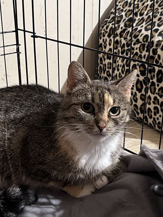 Bella - kotka do adopcji.