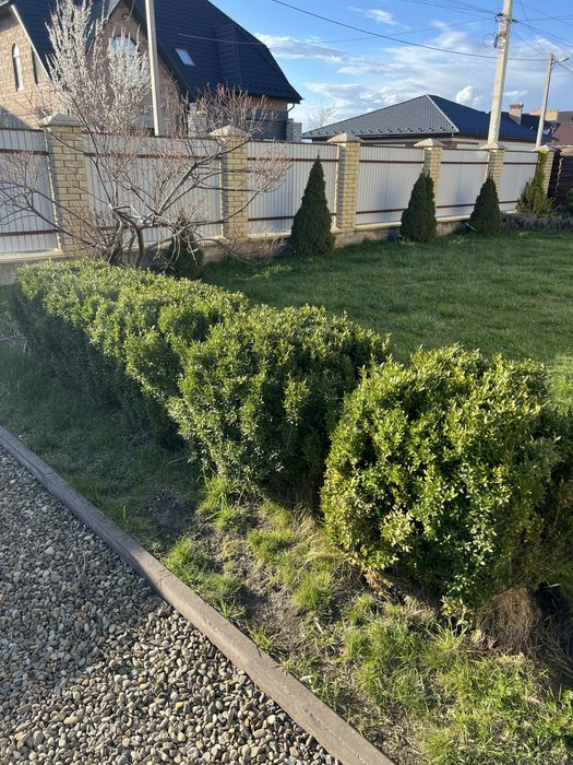 Самшит великий кущ