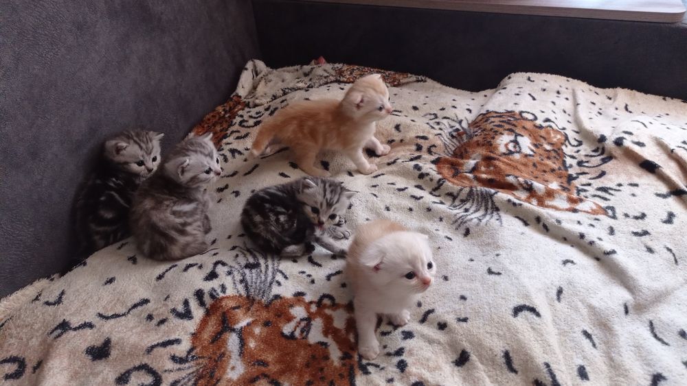Шотландські кошенята
