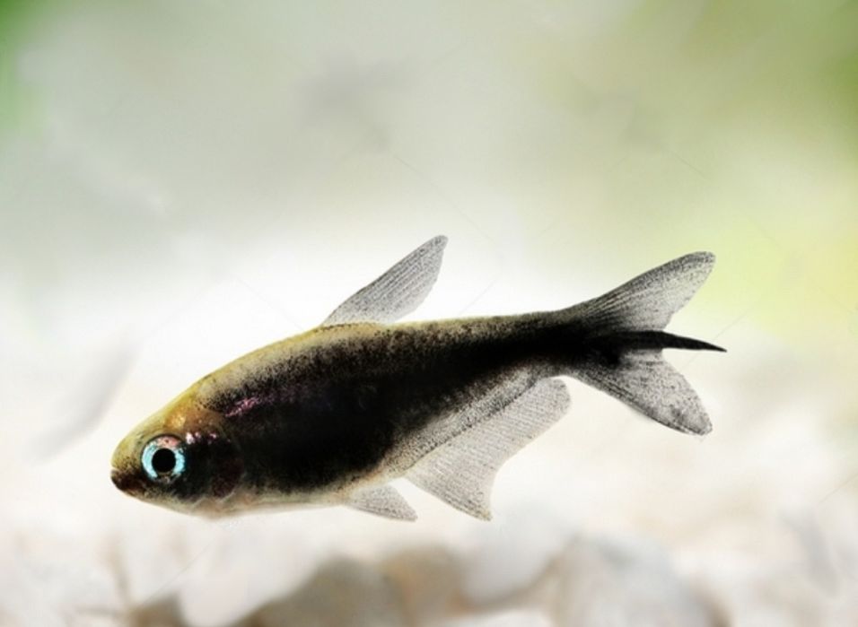 Tetra imperador negro