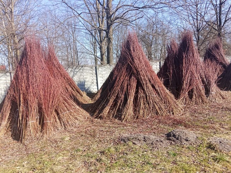 Wiklina zielona sortowana i nie sortowana 1,8m do 2,5 m