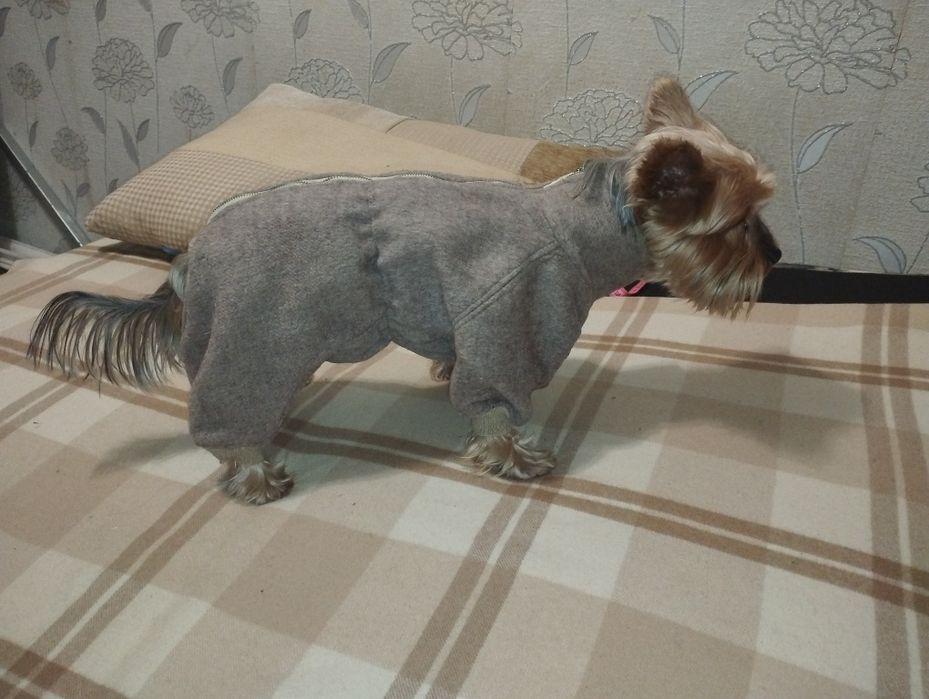 Продам одежду для мелких пород собак