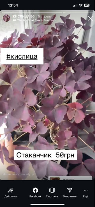 Кислица стаканчик 50грн