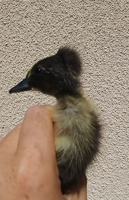 Kaczki biegusy Indyjskie