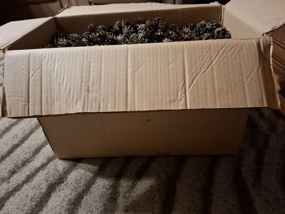1000 sztuk małych szyszek - rozmiar max 3 cm